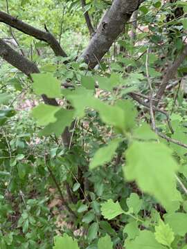 Image of Karomia speciosa (Hutch. & Corbishley) R. Fern.