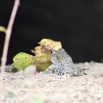 Image de Lithobates capito (Le Conte 1855)