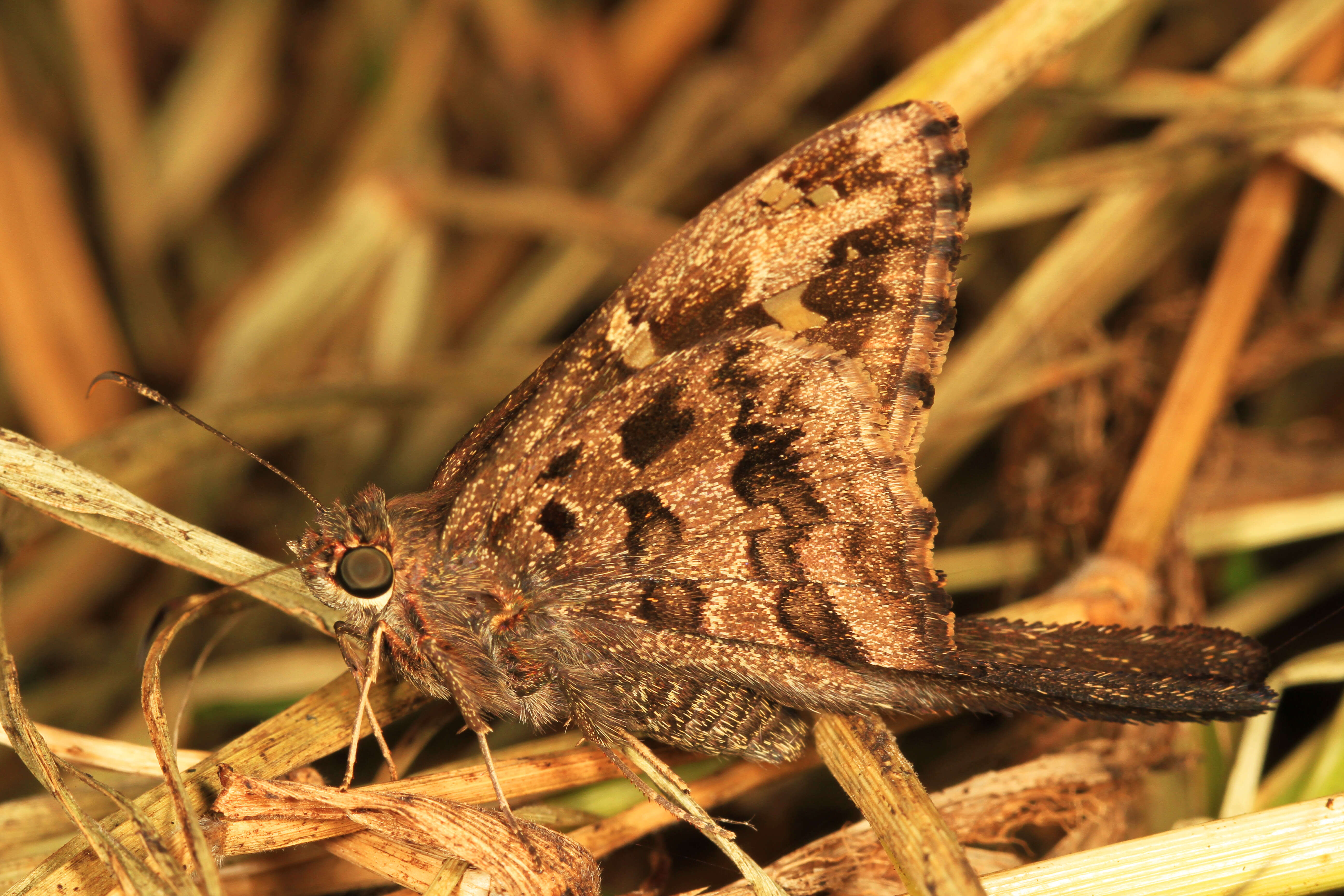 Image of Dorantes Longtail