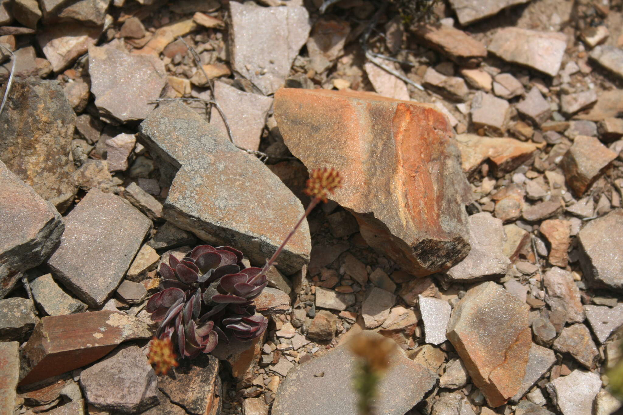 Image of Crassula atropurpurea var. muirii (Schönl.) G. D. Rowley