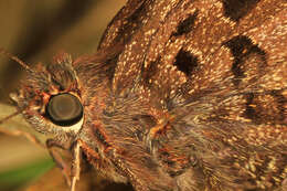 Image of Dorantes Longtail