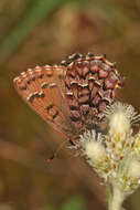 Plancia ëd Callophrys niphon