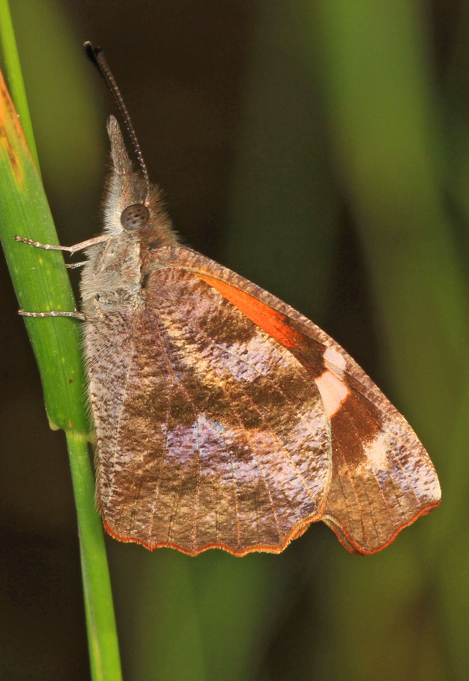 Image of American Snout