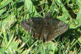 Image of Wild Indigo Duskywing