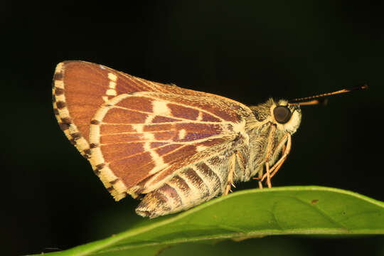 Image of Amblyscirtes aesculapius