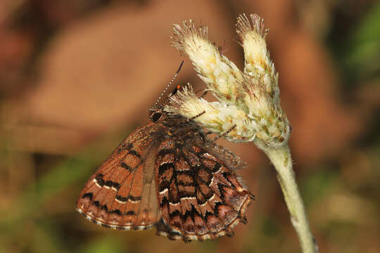 Plancia ëd Callophrys niphon