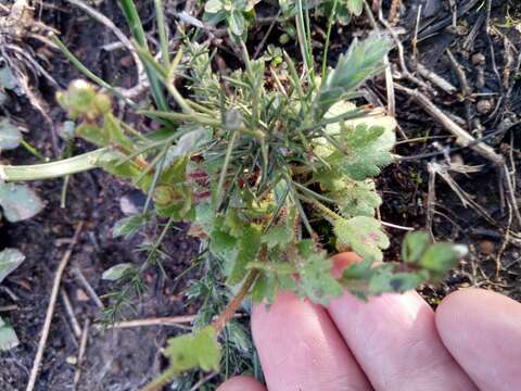 Image of Saxifraga carpetana Boiss. & Reuter