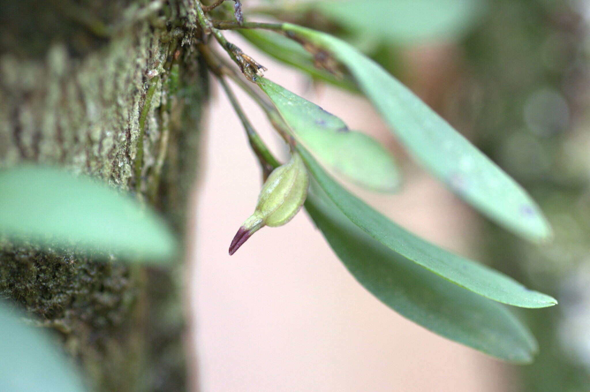 Image of Anathallis microphyta (Barb. Rodr.) C. O. Azevedo & Van den Berg