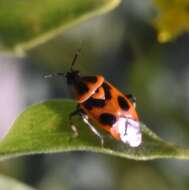 Image of Deraeocoris histrio (Reuter 1876)