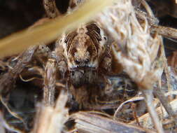 Image of Wolf spider