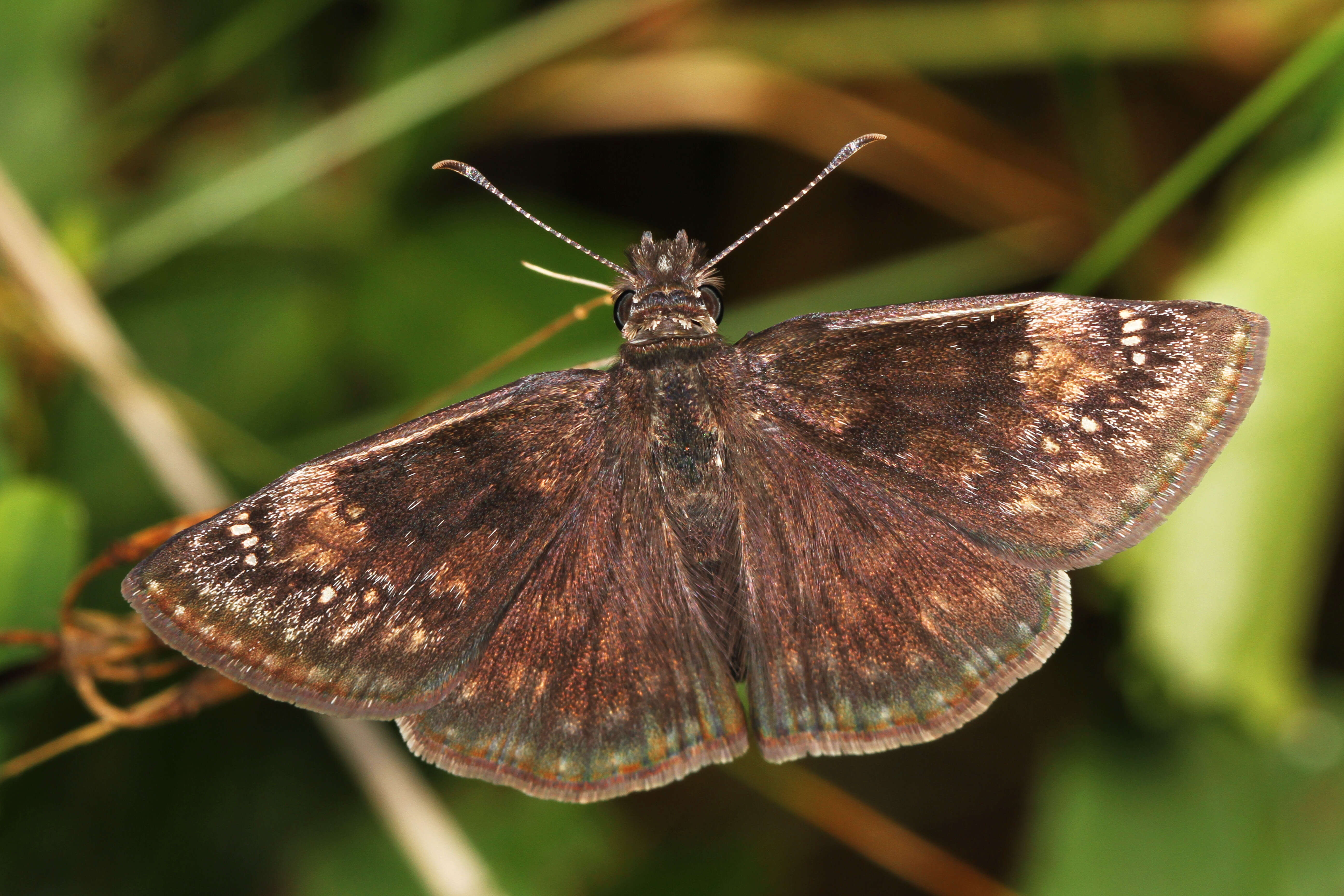 Image of Wild Indigo Duskywing