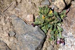 Image of Soldier Rockcress