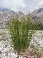 Juncus monanthos Jacq. resmi