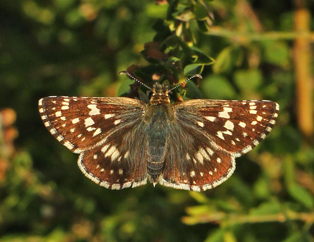 Image of Burnsius communis