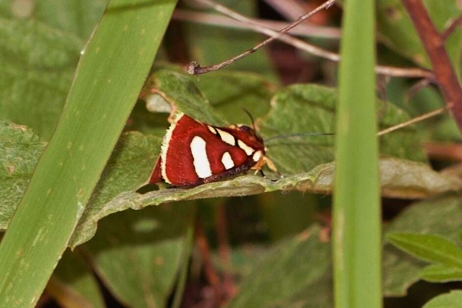 Imagem de Mitrophrys menete Cramer 1775