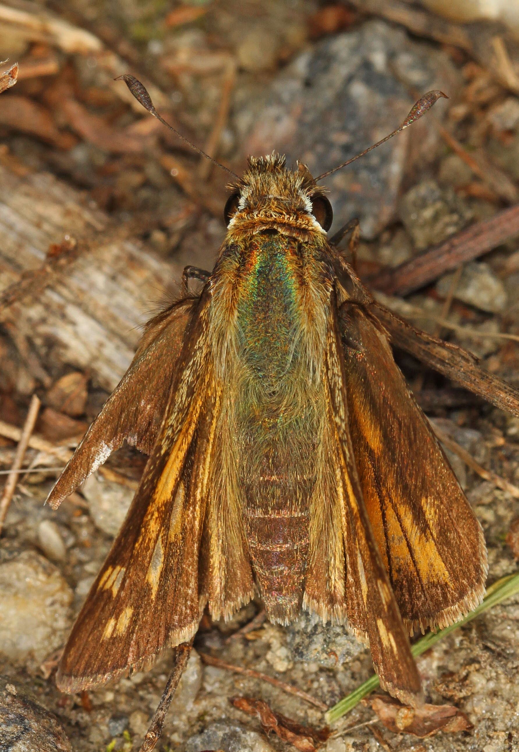 Atalopedes campestris Boisduval 1852 resmi