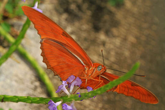 Image of Dryas