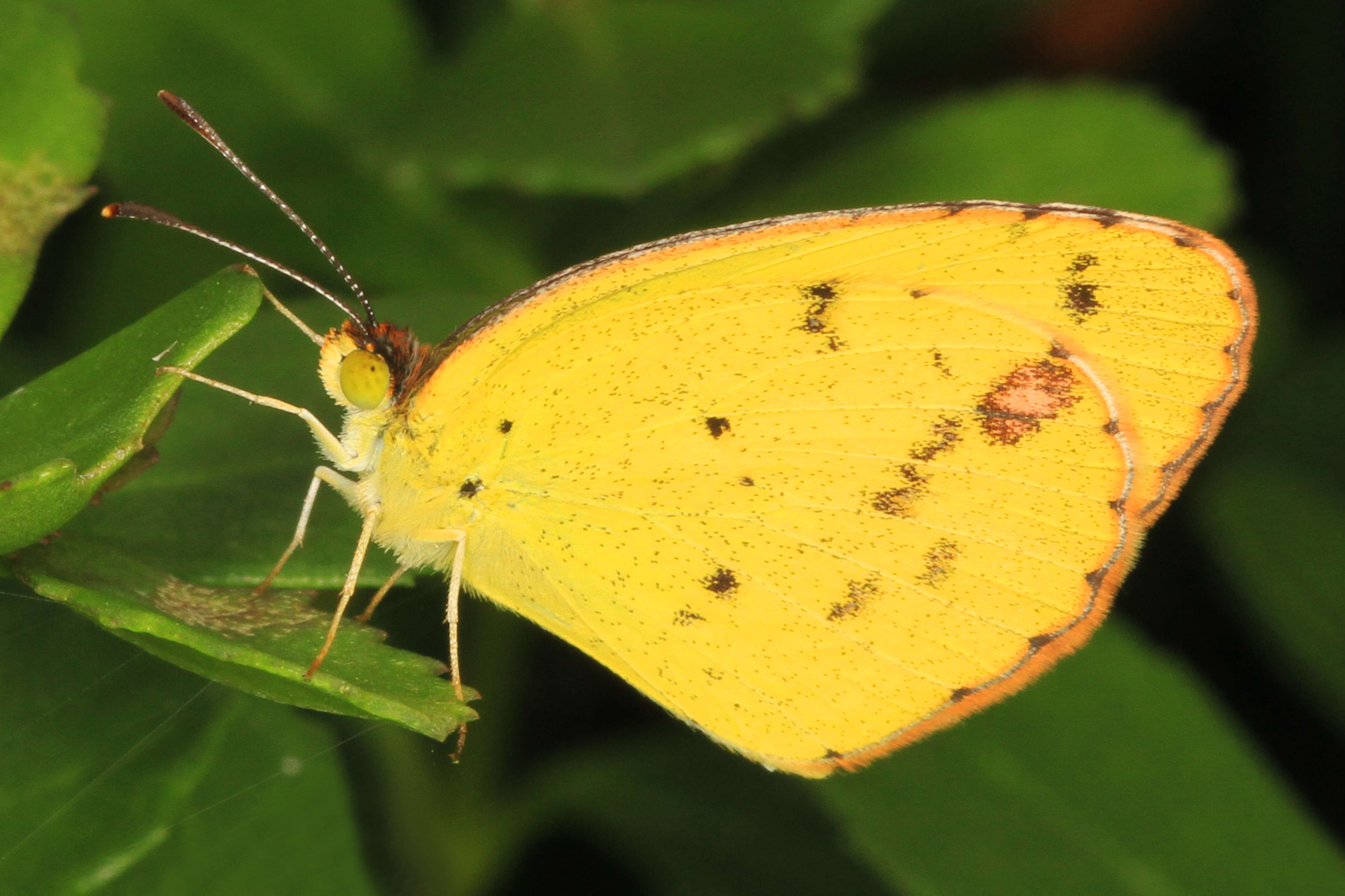 Image of Little Yellow