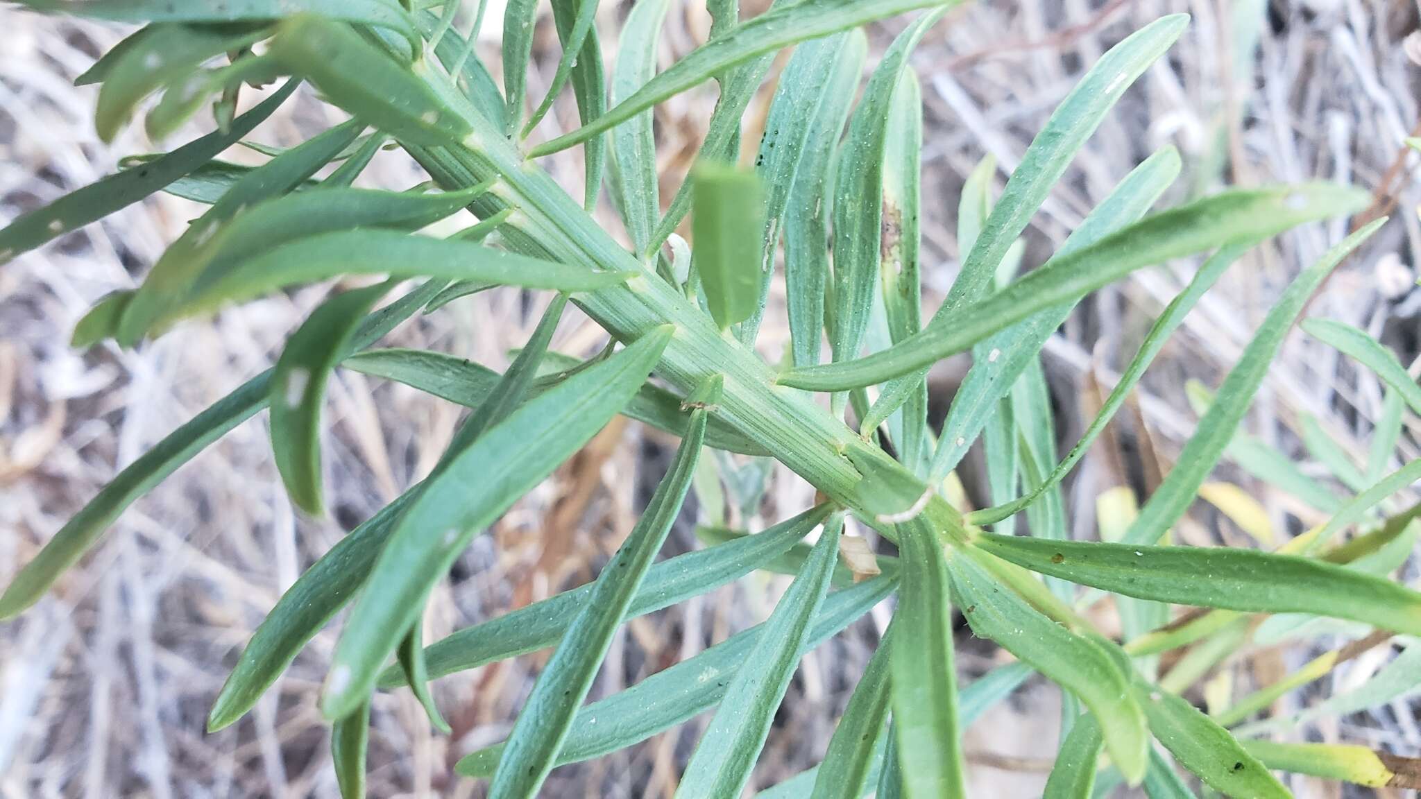 Image of California rayless fleabane