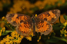 Image of Phyciodes cocyta