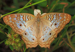 Image of White Peacock