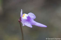 Image of Utricularia geoffrayi Pellegr.