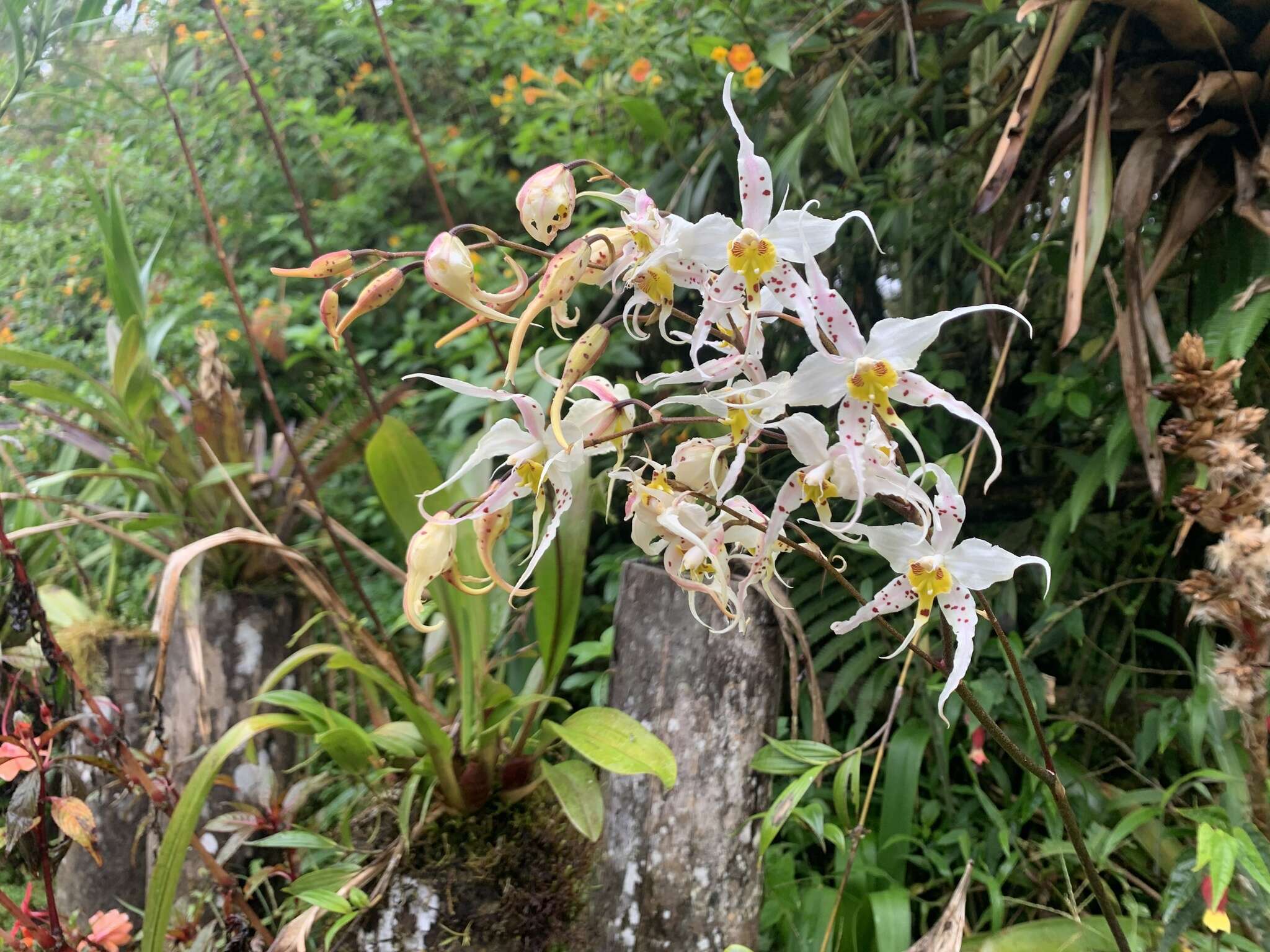 Image of Oncidium cirrhosum (Lindl.) Beer