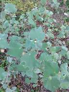 Image of anglestem Indian mallow