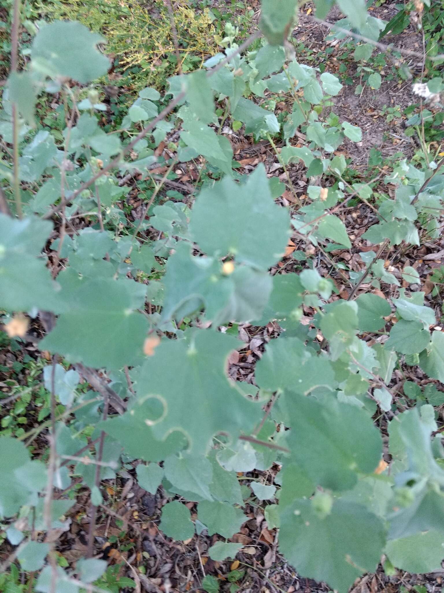 Imagem de Abutilon trisulcatum (Jacq.) Urban