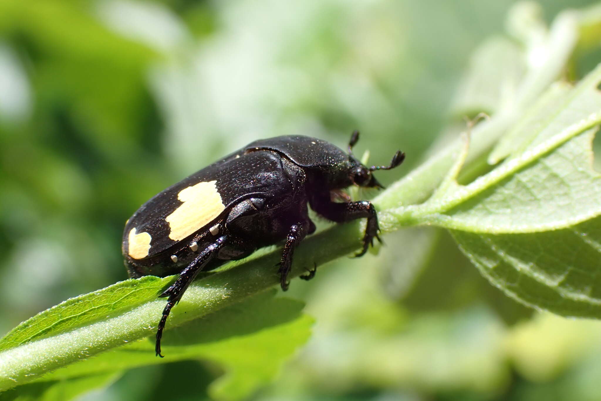 Image of Clinteria ducalis White 1856