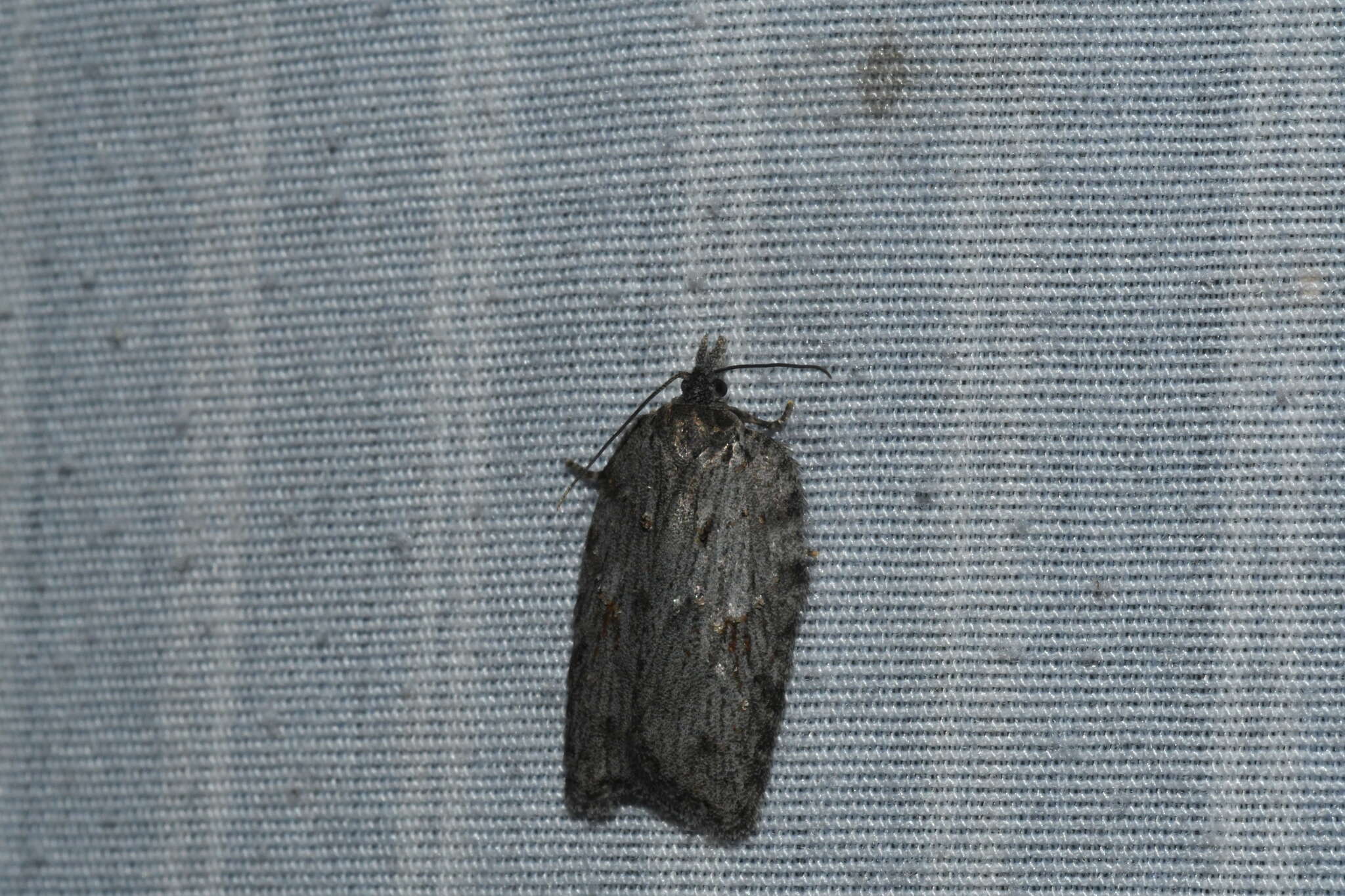 Image of Acleris maximana Barnes & Busck 1920