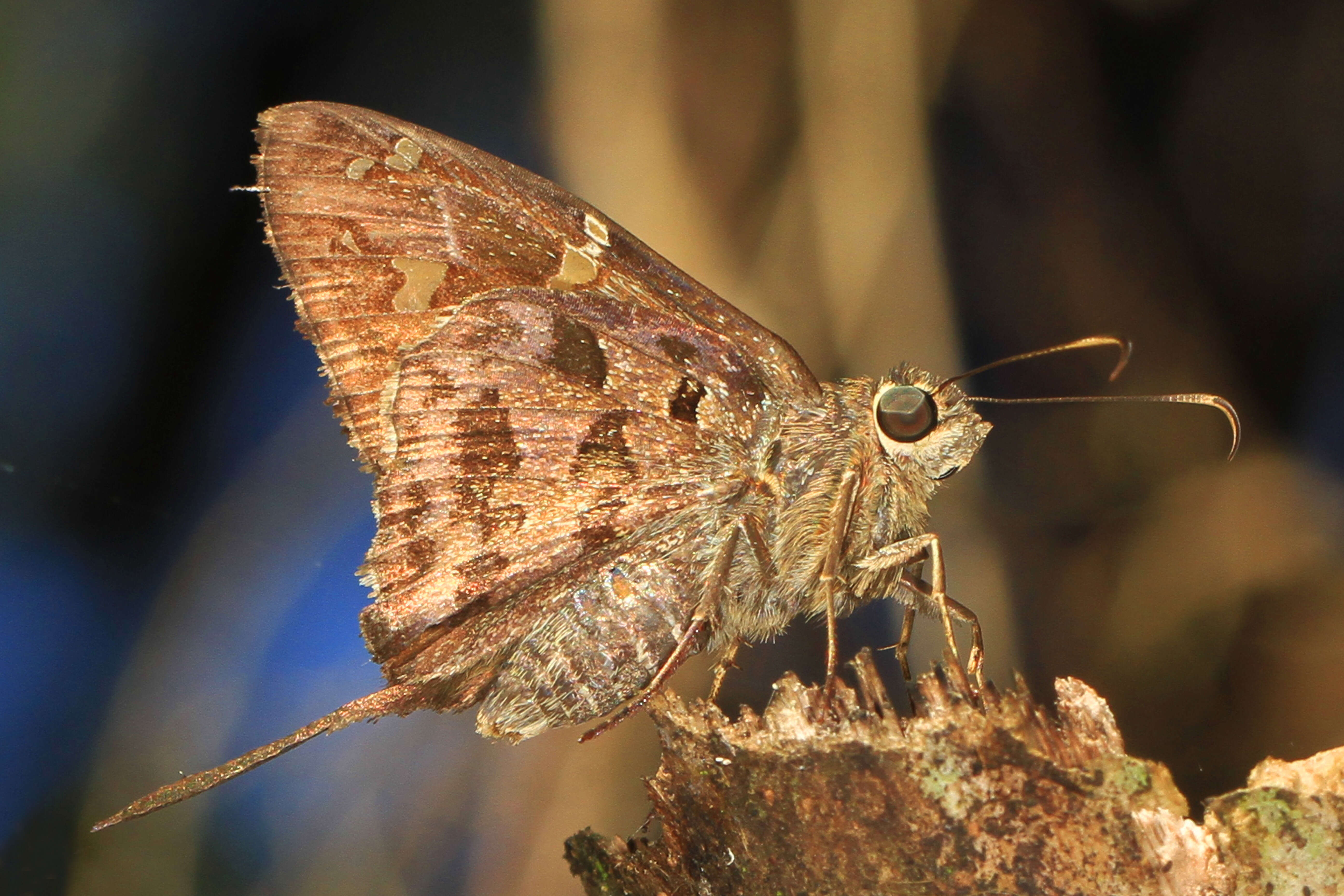 Image of Dorantes Longtail