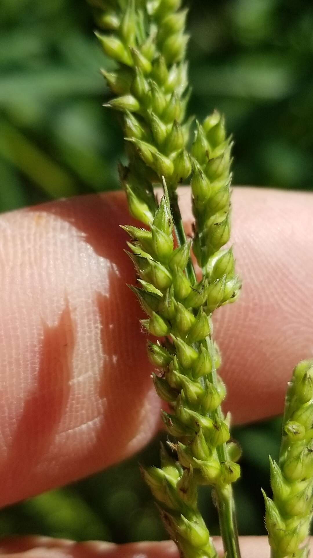 Image of gulf cockspur grass