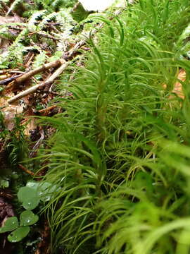 Image of dicranum moss