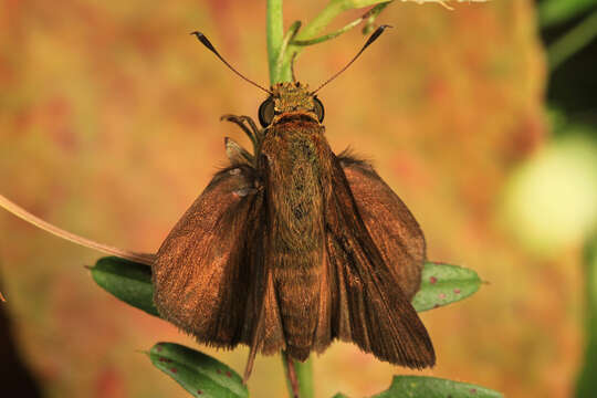 Image of Dun Sedge Skipper