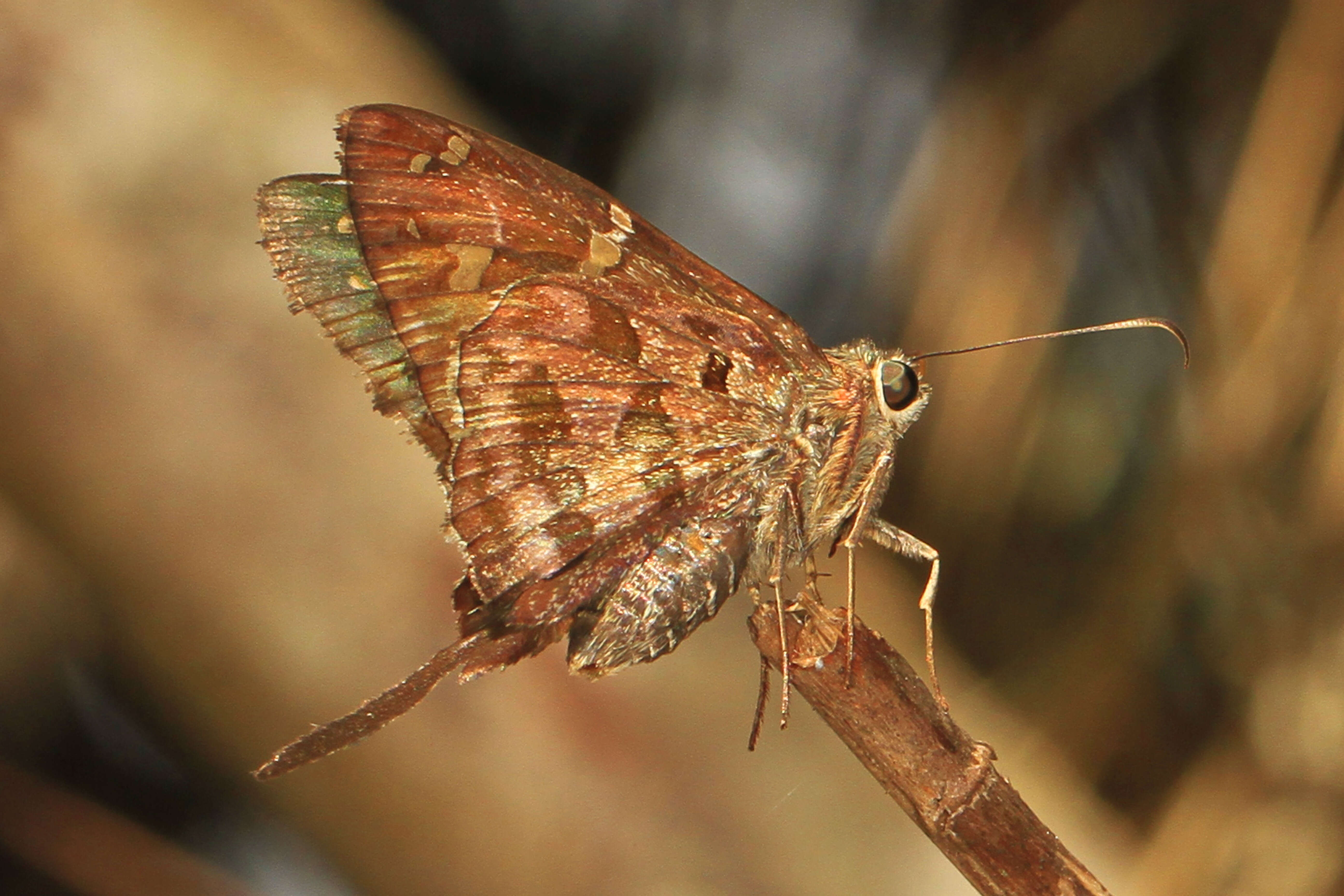 Image of Dorantes Longtail