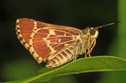 Image of Amblyscirtes aesculapius