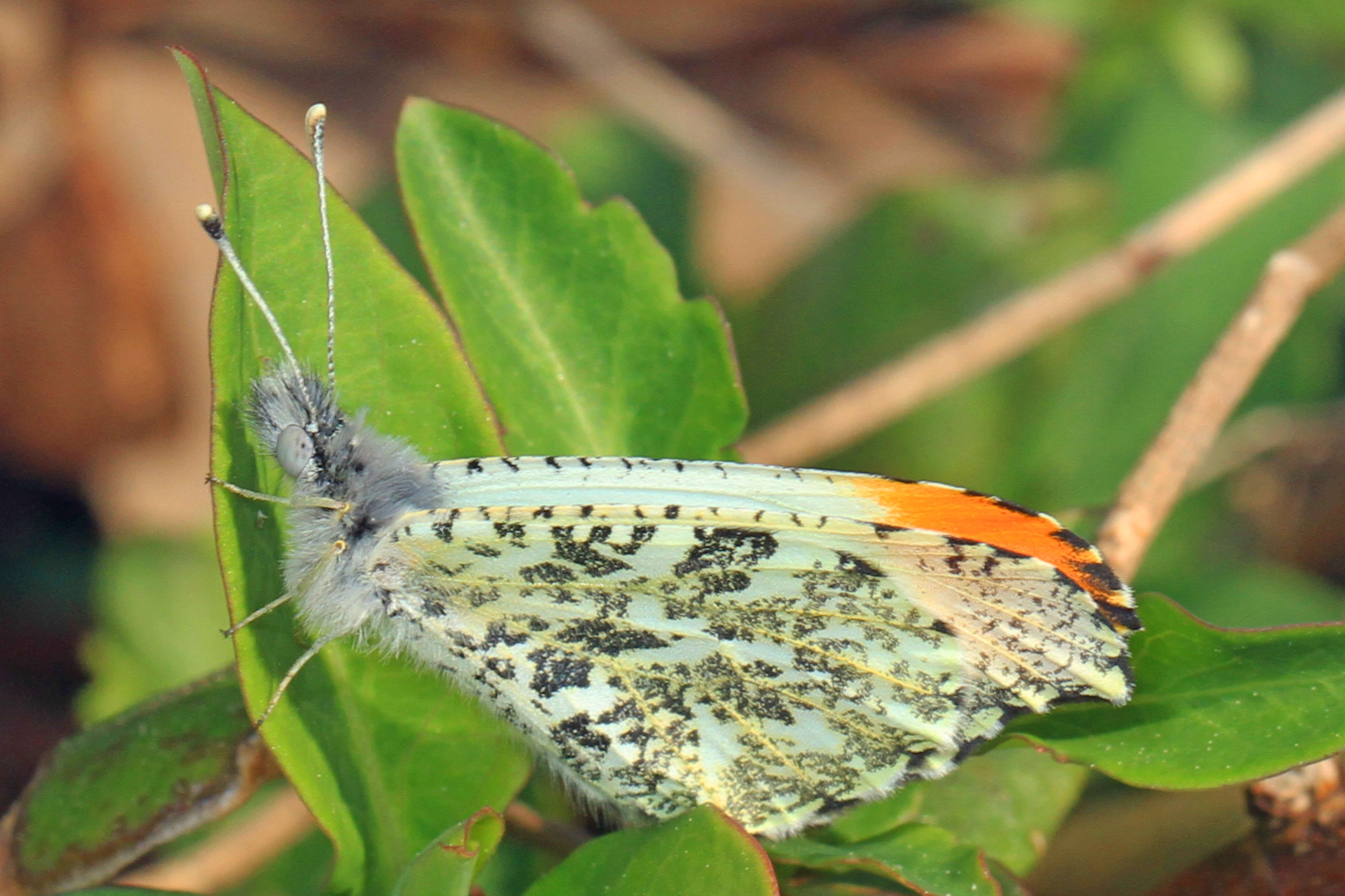 Image of Falcate Orangetip