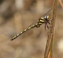 Image of Pacific Spiketail