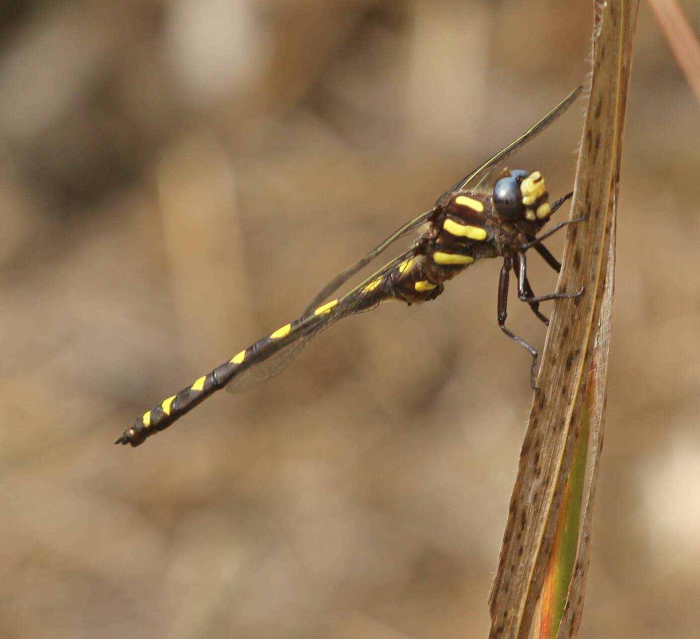 Image of Pacific Spiketail