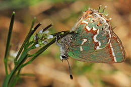 Plancia ëd Callophrys gryneus