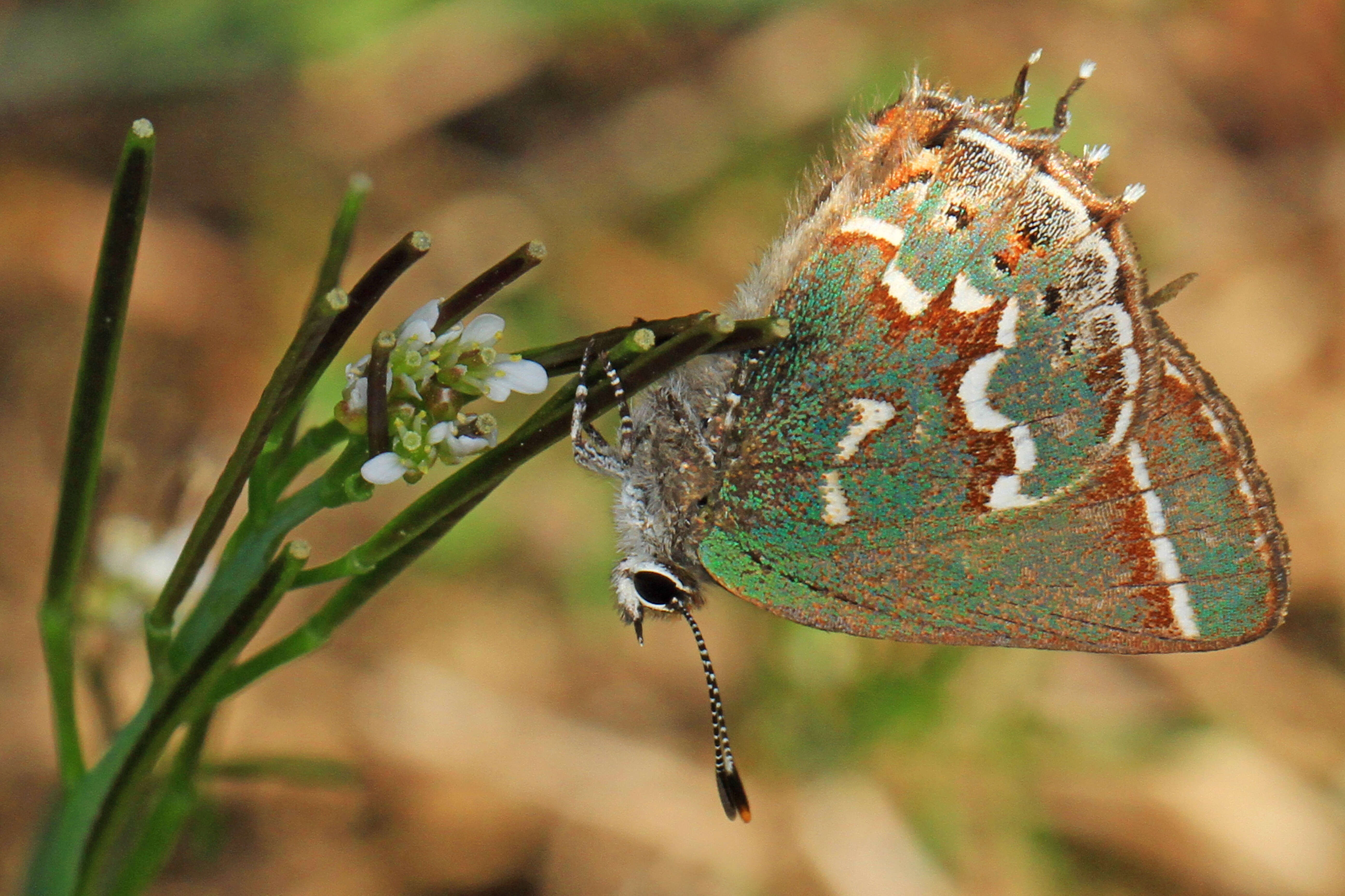 Plancia ëd Callophrys gryneus