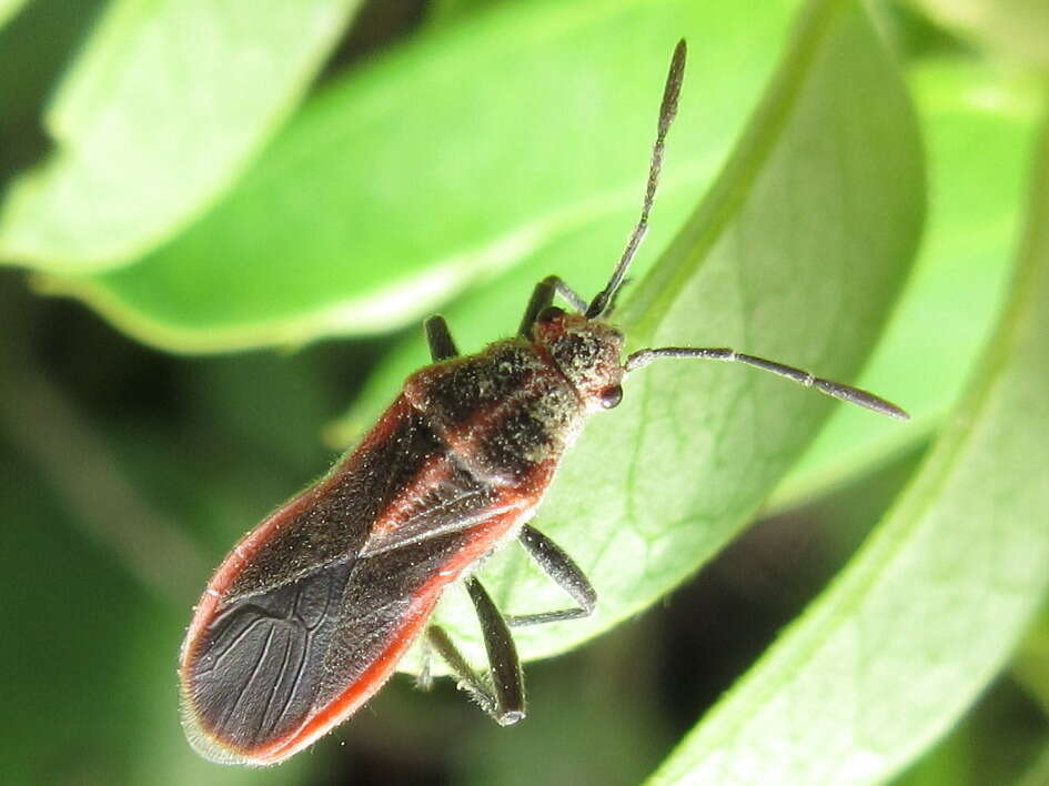 صورة Arocatus pseudosericans Gao, Kondorosy & Bu 2013