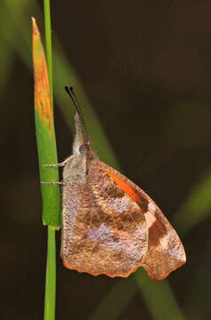 Image of American Snout