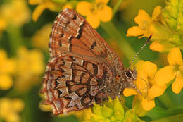 Plancia ëd Callophrys niphon