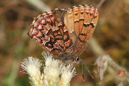 Plancia ëd Callophrys niphon