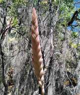 Imagem de Tillandsia walteri Mez