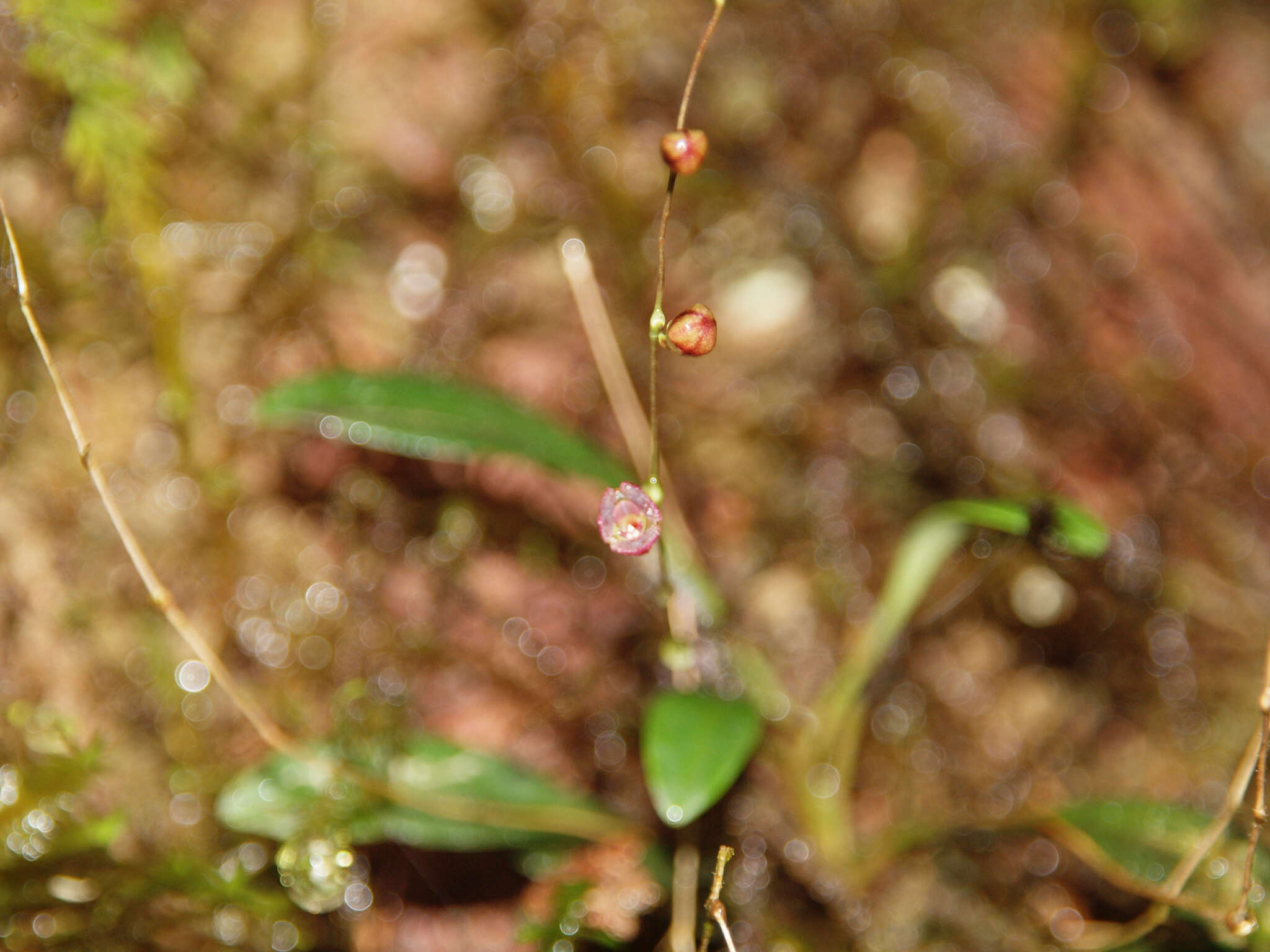 Image of Stelis hirtzii Luer