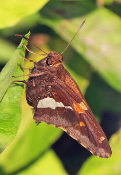 Image of Silver-spotted Skipper