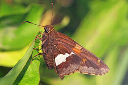 Image of Silver-spotted Skipper